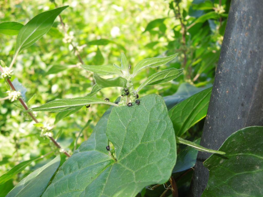 Di che si tratta?  Ninfe di Nezara viridula  (Pentatomidae)